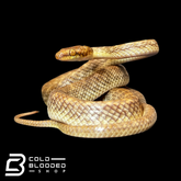 Arabian Cat Snakes - Telescopus dhara