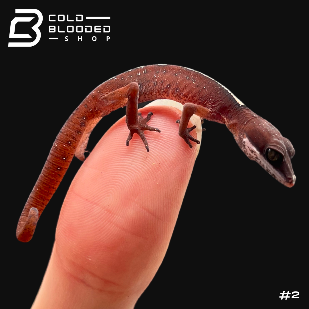 Baby Cat Geckos - Aeluroscalabotes felinus - Cold Blooded Shop