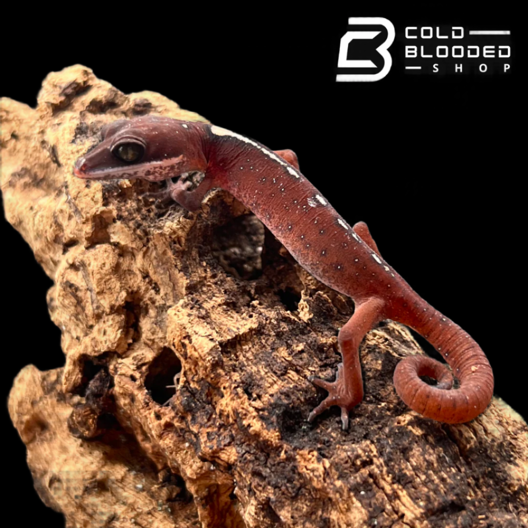 Cat Gecko Cat Gecko - Aeluroscalabotes felinus for sale