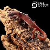 Baby Cat Geckos - Aeluroscalabotes felinus - Cold Blooded Shop