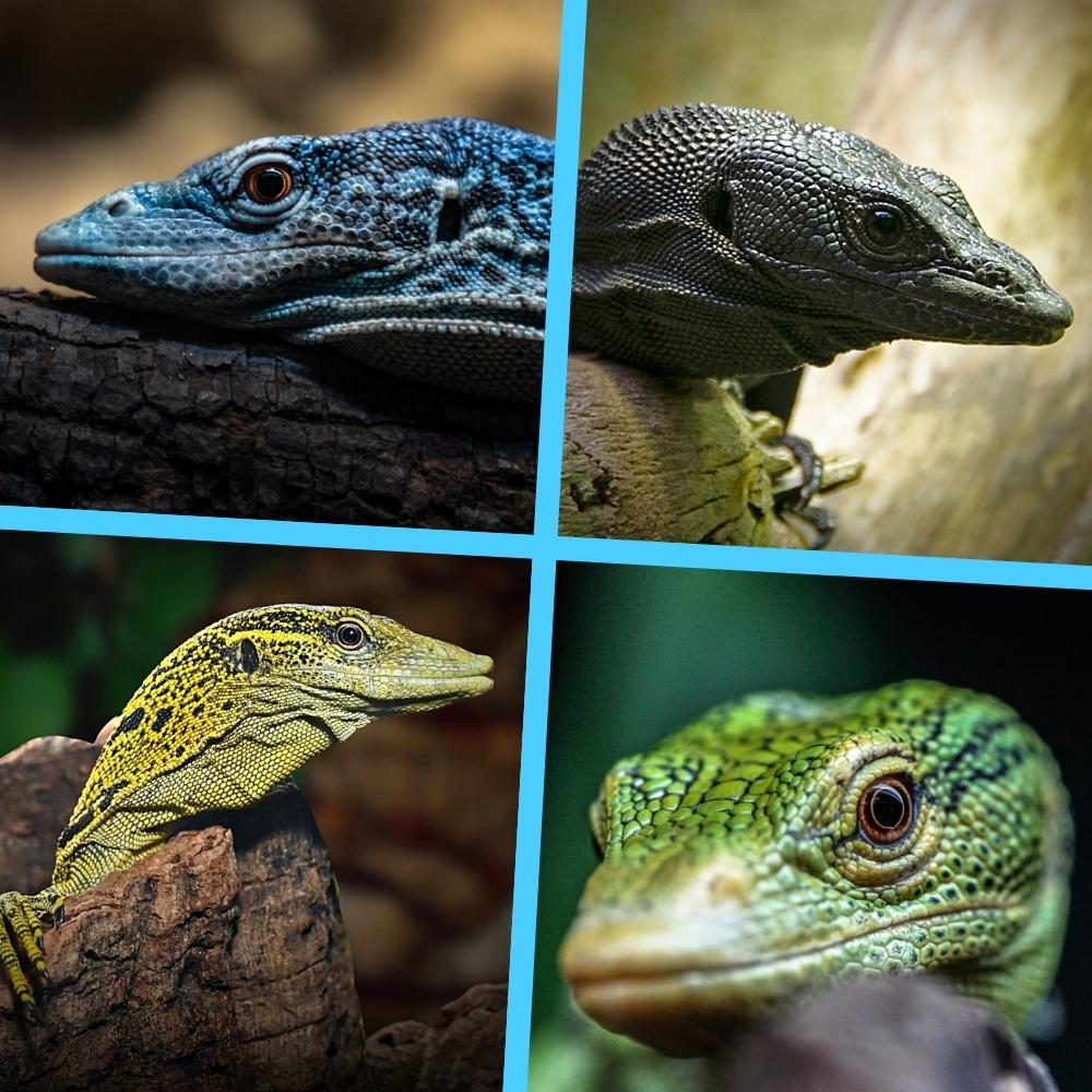 tree monitor color phases - cbs