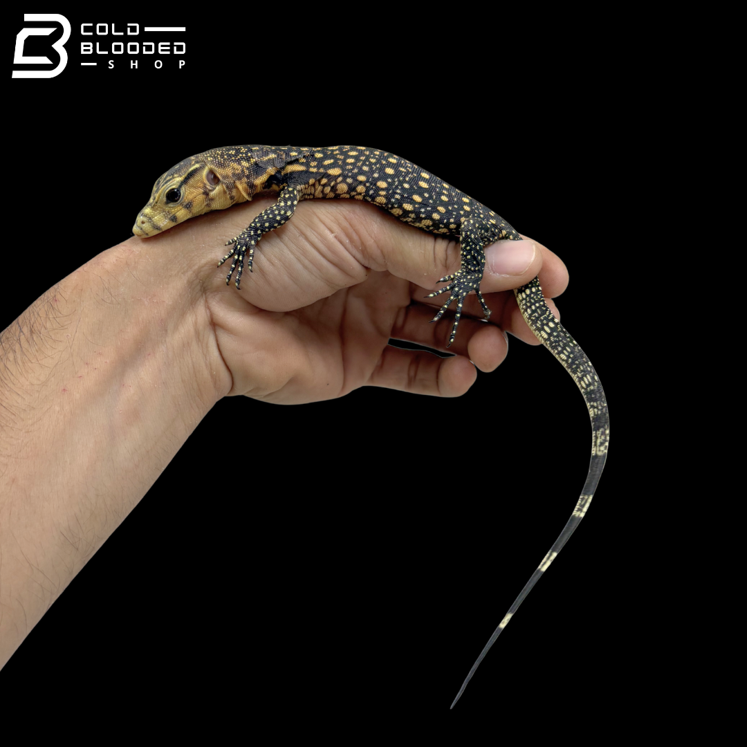 Celebensis Water Monitor - Varanus Salvator