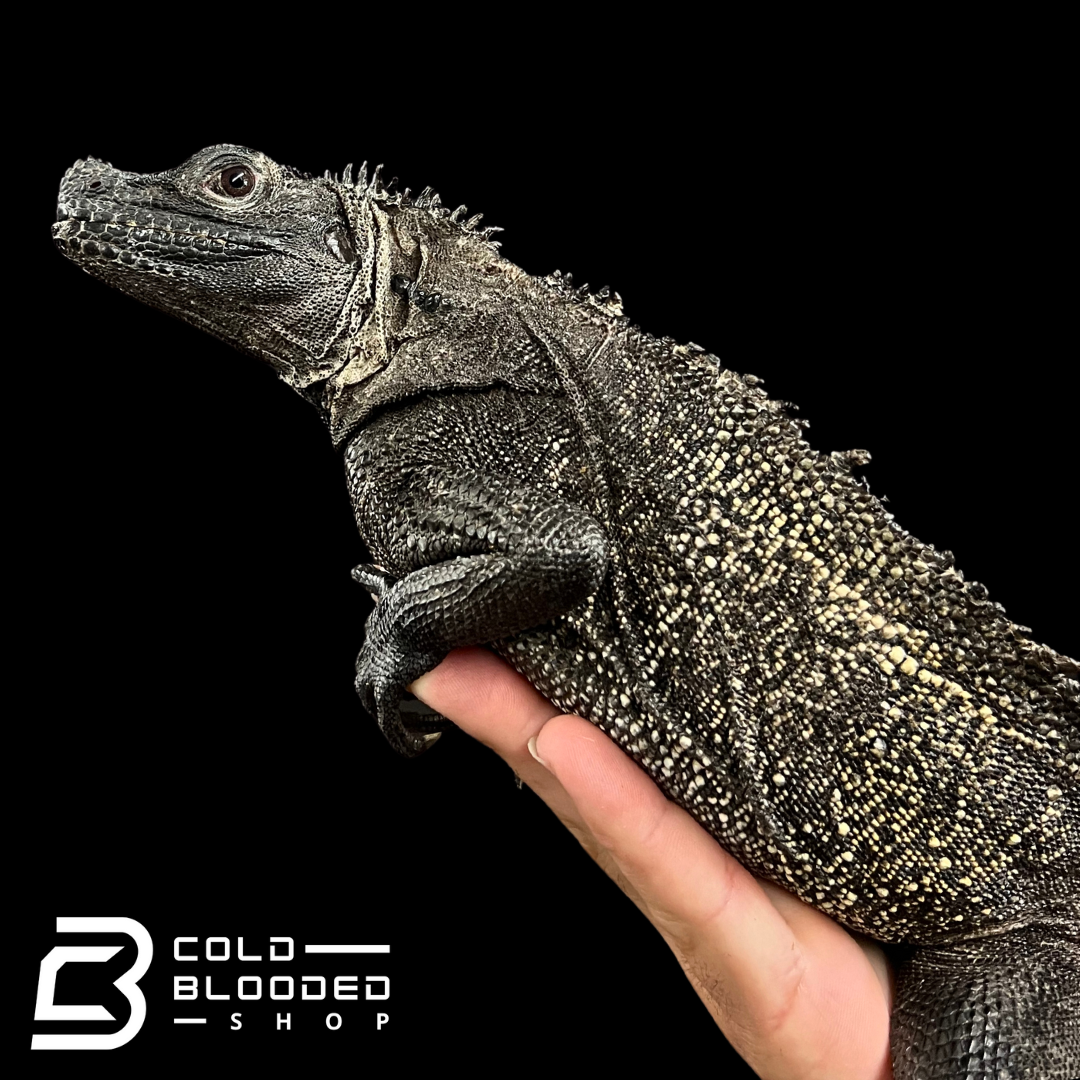 Adulto Negro Lagarto Dragón Sailfin - Hydrosaurus celebensis