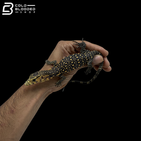 Celebensis Water Monitor - Varanus Salvator