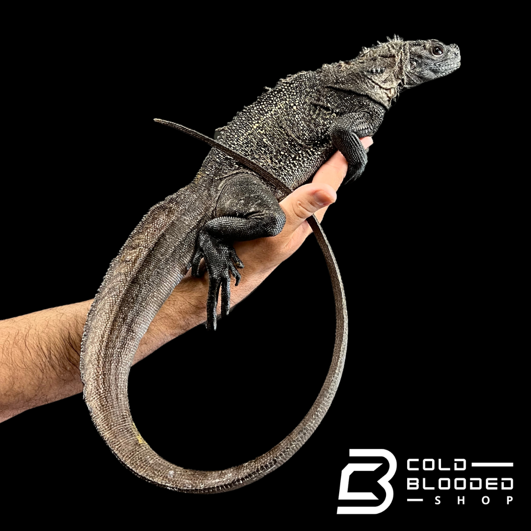 Sub-Adult Black Sailfin Dragon Lizard - Hydrosaurus celebensis