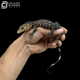 Celebensis Water Monitor - Varanus Salvator