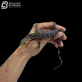 Celebensis Water Monitor - Varanus Salvator