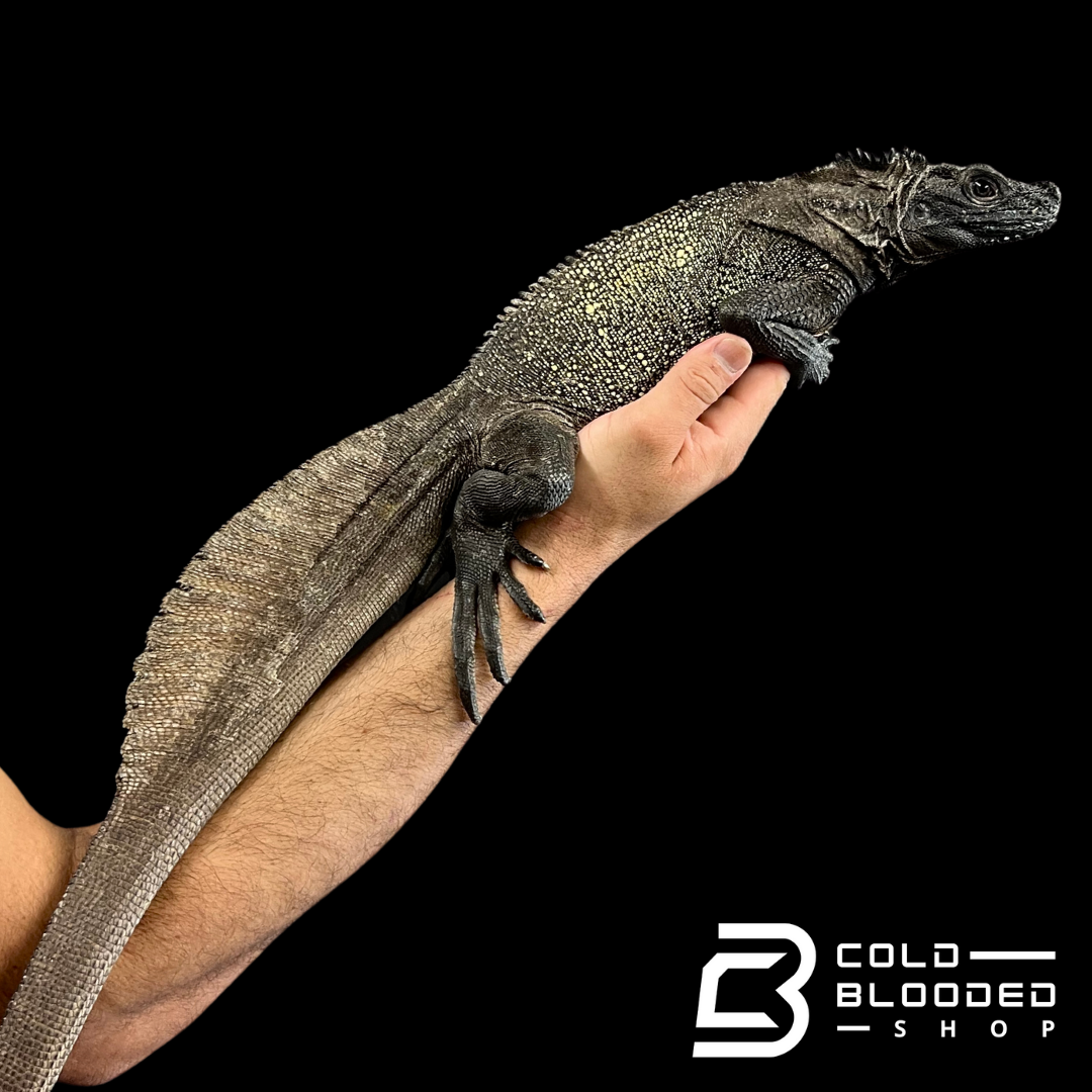 Adult Black Sailfin Dragon Lizard - Hydrosaurus celebensis