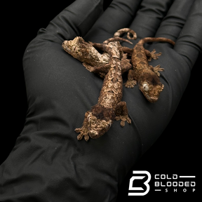 Juvenile Chahoua Geckos - Rhacodactylus chahoua