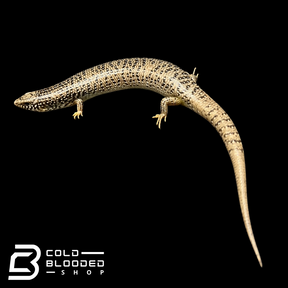 Ocellated Skinks - Chalcides ocellatus