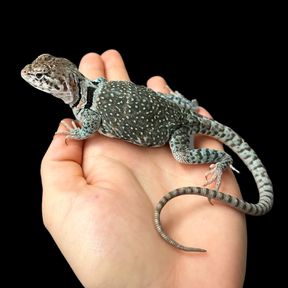 Bebé Uromastyx adornado
