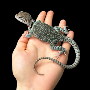 Bebé Uromastyx adornado