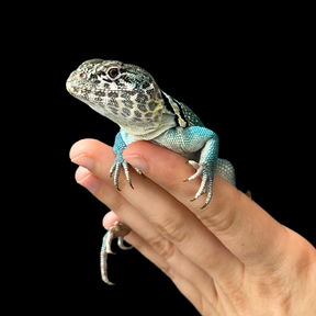 Bebé Uromastyx adornado