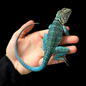 Bebé Uromastyx adornado