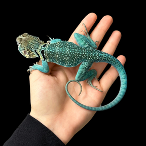 Bebé Uromastyx adornado