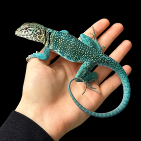 Bebé Uromastyx adornado