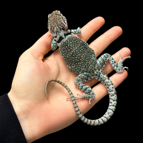 Bebé Uromastyx adornado