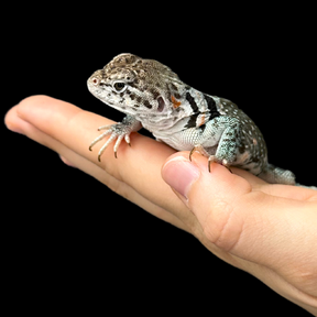 Bebé Uromastyx adornado