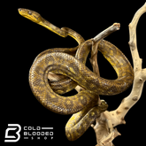 Male Central American Tree Boa - Corallus ruschenbergerii #2 - Cold Blooded Shop