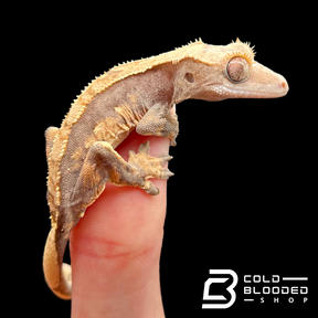 Baby Crested Gecko - Correlophus ciliatus #1