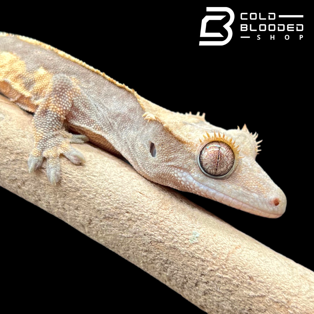Baby Crested Gecko - Correlophus ciliatus #1 - Cold Blooded Shop