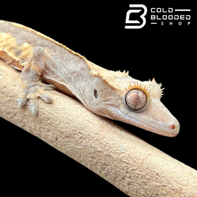 Baby Crested Gecko - Correlophus ciliatus #1