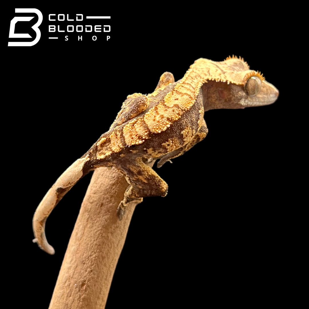 Baby Crested Gecko - Correlophus ciliatus #2