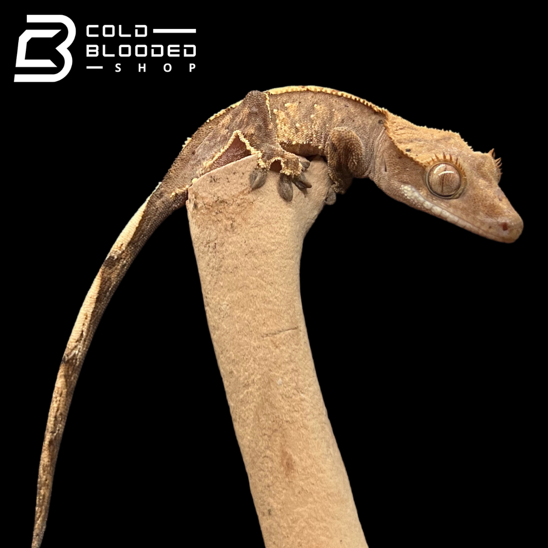 Baby Crested Gecko - Correlophus ciliatus #3