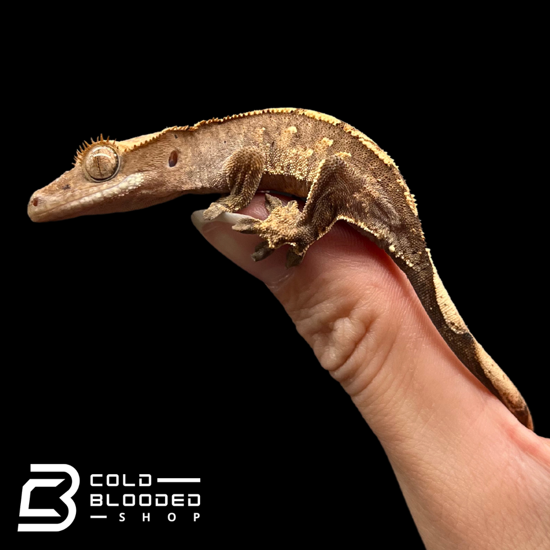 Baby Crested Gecko - Correlophus ciliatus #3 - Cold Blooded Shop
