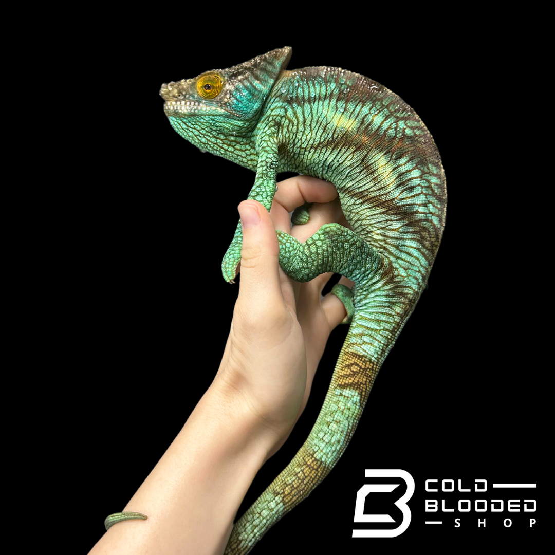 Adult Male Parson's Chameleon - Calumma parsonii #1