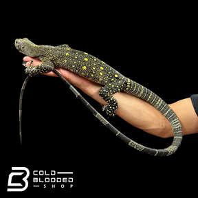 Juvenile Crocodile Monitor - Varanus salvadorii