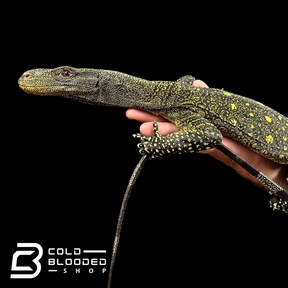 Juvenile Crocodile Monitor - Varanus salvadorii