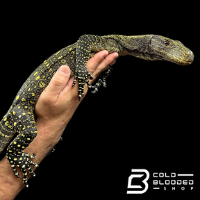 Juvenile Crocodile Monitor - Varanus salvadorii