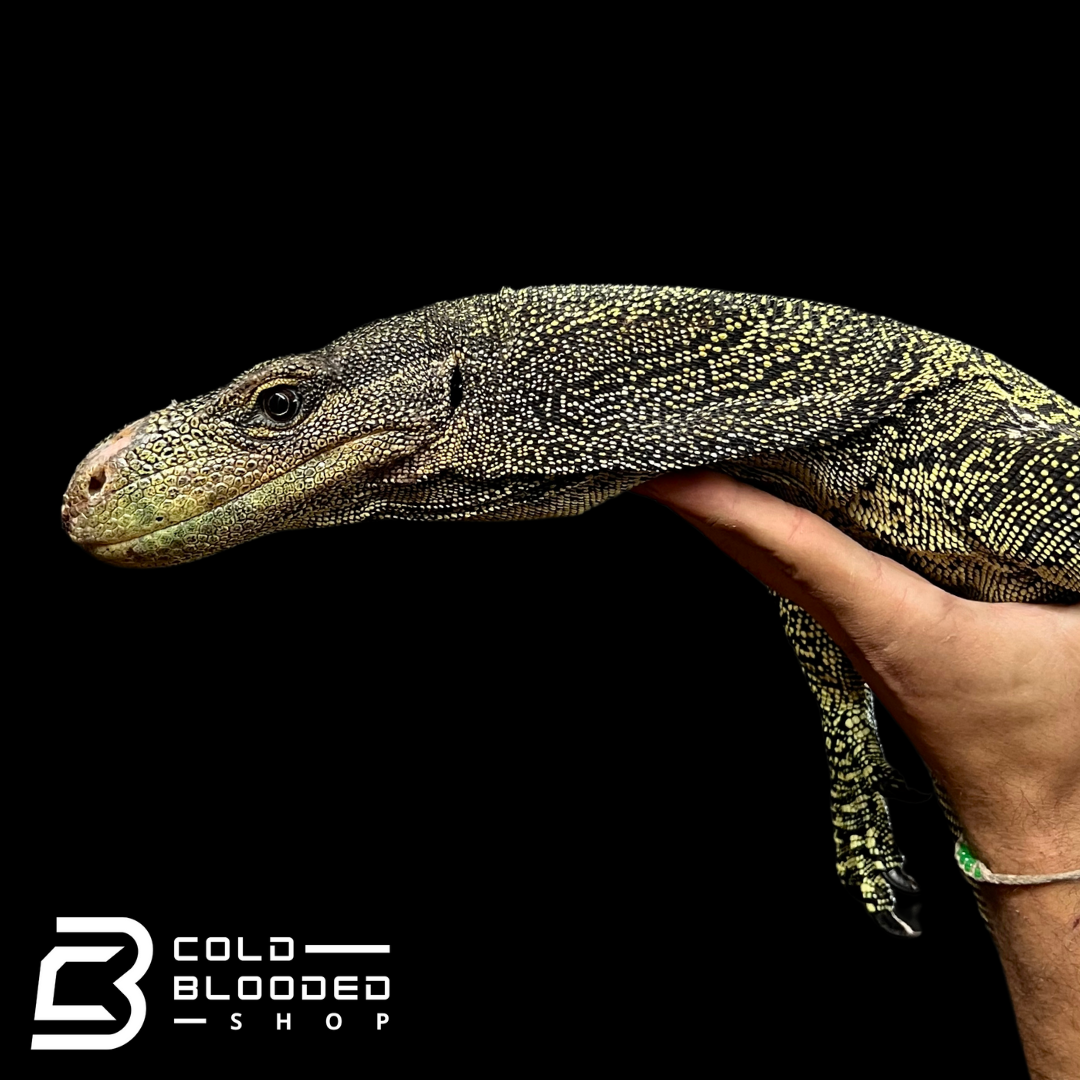 Monitor de cocodrilo juvenil - Varanus salvadorii