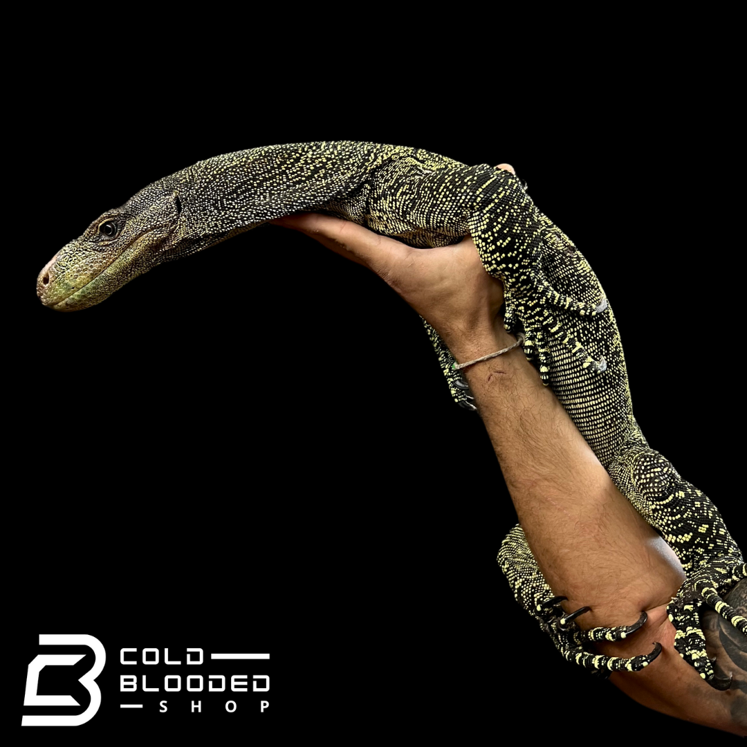 Monitor de cocodrilo juvenil - Varanus salvadorii