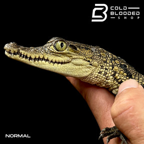 High Yellow Morelet's Crocodiles - Crocodylus moreletii