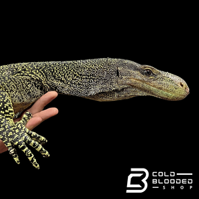 Monitor de cocodrilo juvenil - Varanus salvadorii