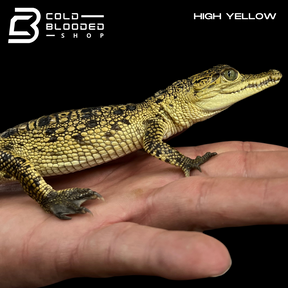 High Yellow Morelet's Crocodiles - Crocodylus moreletii