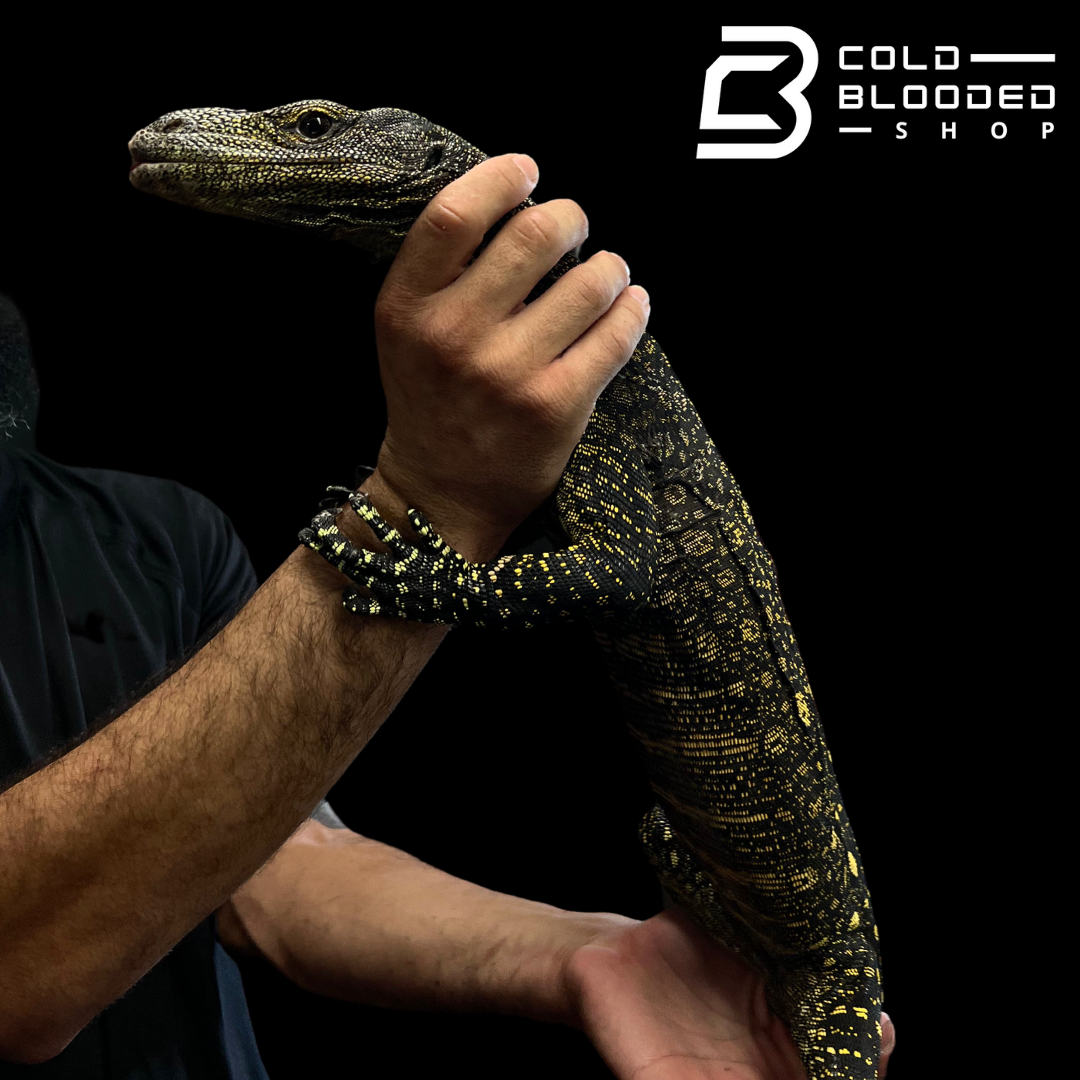Juvenile Crocodile Monitor - Varanus salvadorii - Cold Blooded Shop