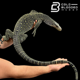 Monitor de cocodrilo juvenil - Varanus salvadorii