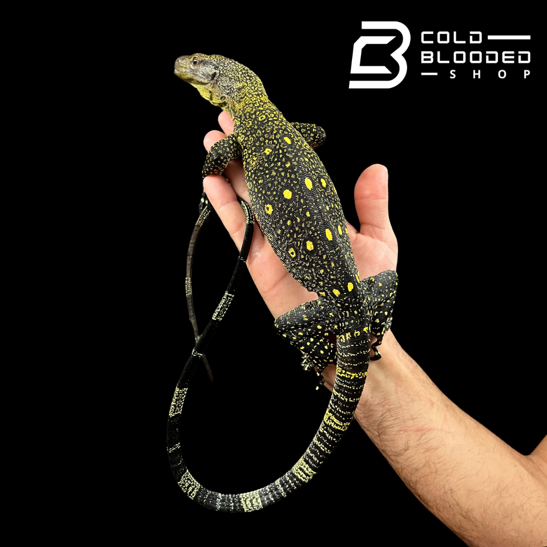 Monitor de cocodrilo juvenil - Varanus salvadorii