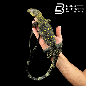 Monitor de cocodrilo juvenil - Varanus salvadorii