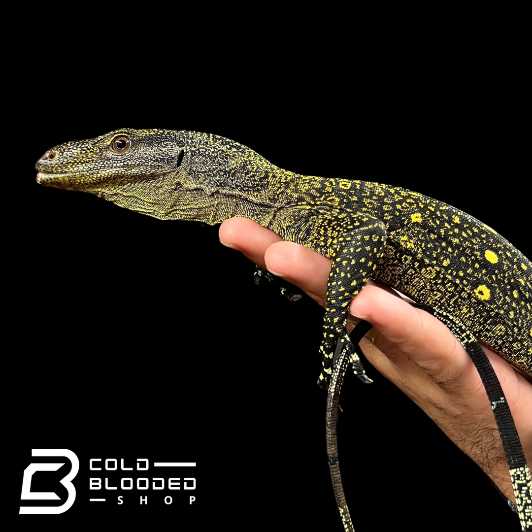 Monitor de cocodrilo juvenil - Varanus salvadorii