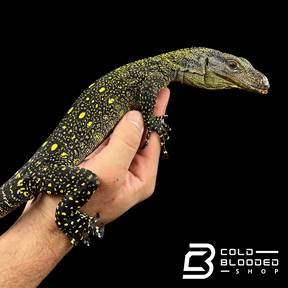 Monitor de cocodrilo juvenil - Varanus salvadorii