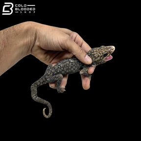 Adult Yellow Spot Diablo Tokay Gecko - Gekko gecko