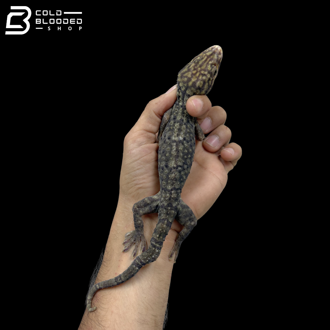 Adult Yellow Spot Diablo Tokay Gecko - Gekko gecko