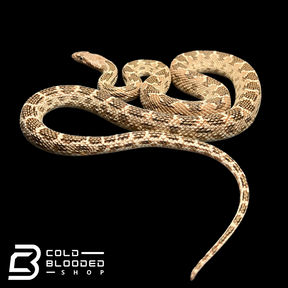 Blotched Diadem Snake - Spalerosophis diadema