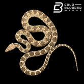 Blotched Diadem Snake - Spalerosophis diadema