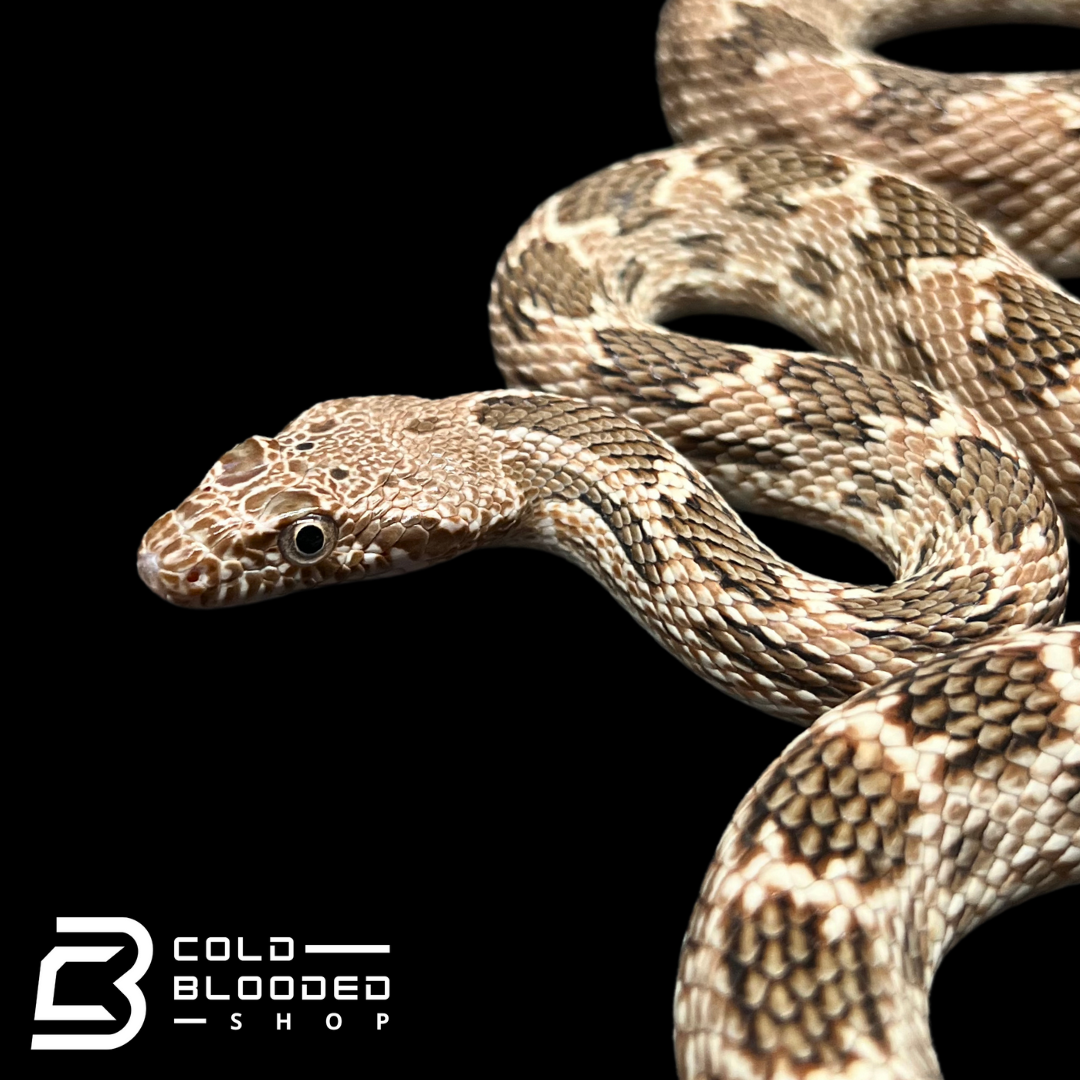 Blotched Diadem Snake - Spalerosophis diadema