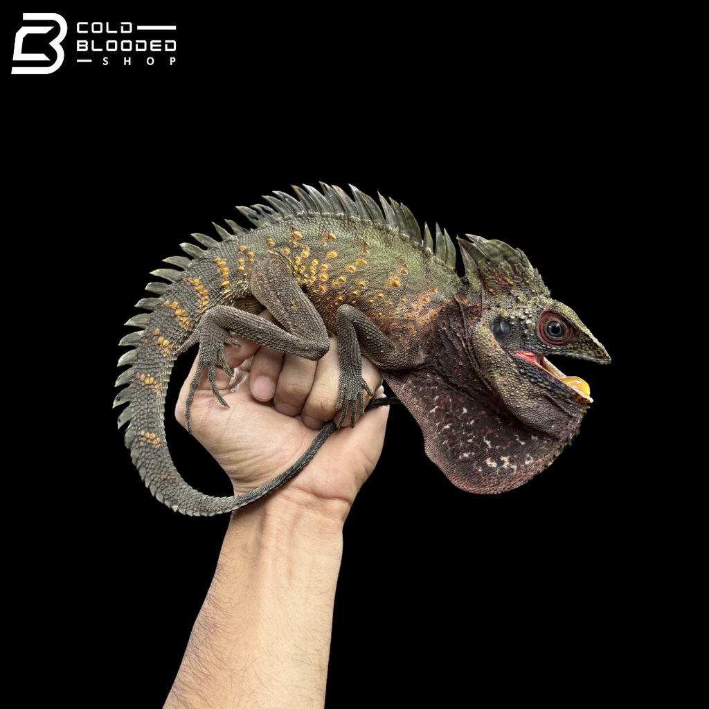 【龍龍龍】　999.9 F-02S チタニウム ブラウングラデーション Green Crowned Forest Dragon - Lophosaurus Dilophus